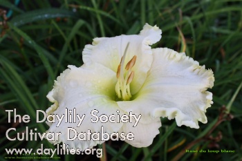 Daylily Ruse de Loup Blanc